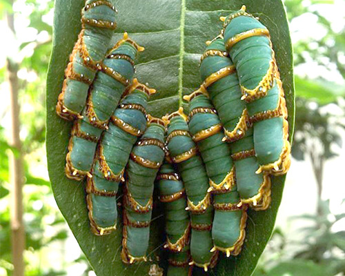 Entopia By Penang Butterfly Farm Ticket Travelog