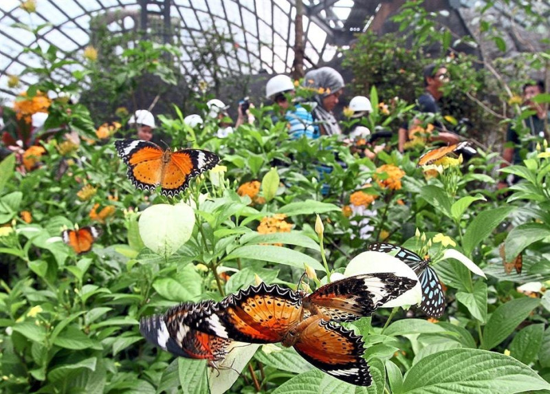 Entopia by Penang Butterfly Farm Ticket Travelog